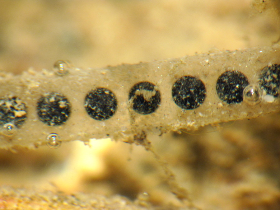 Da determinare - ovatura Bufotes balearicus